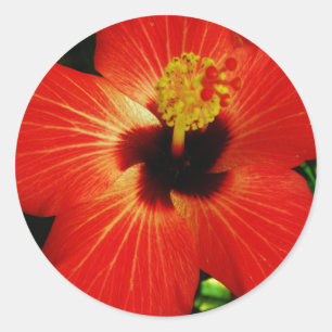 Helderrood Oranje Hibiscus Flower Ronde Sticker