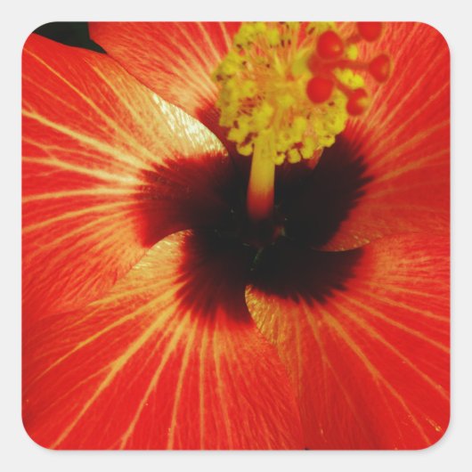 Helderrood Oranje Hibiscus Flower Vierkante Sticker (Voorkant)