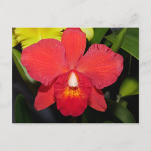 Helderrood orchidee Briefkaart