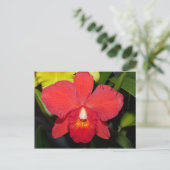 Helderrood orchidee Briefkaart (Staand voorkant)