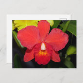 Helderrood orchidee Briefkaart (Voorkant / Achterkant)