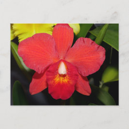 Helderrood orchidee Briefkaart