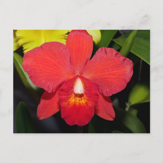 Helderrood orchidee Briefkaart (Voorkant)
