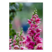Helderroze Foxglove Flowers (Voorkant)