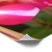 Helderroze Fuschia Poster (Hoek)