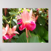 Helderroze Fuschia Poster (Voorkant)