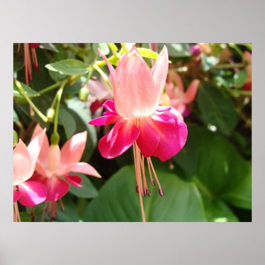 Helderroze Fuschia Poster (Voorkant)