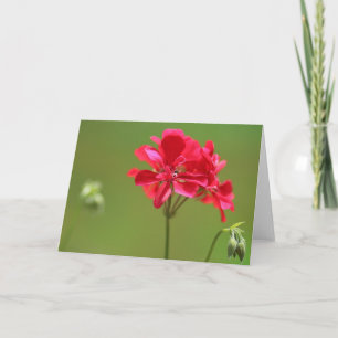 Helderroze Geranium Bloem Foto Blank Kaart