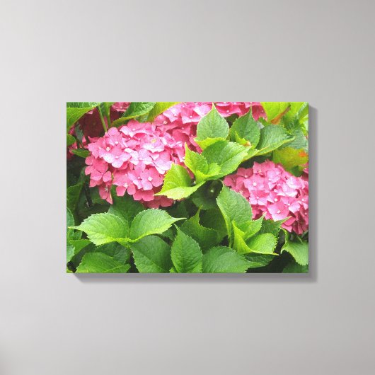 Helderroze hydrangeas canvas afdruk (Voorkant)
