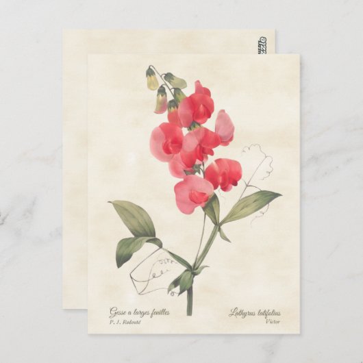 Helderroze  peulvruchten briefkaart (Voorkant / Achterkant)