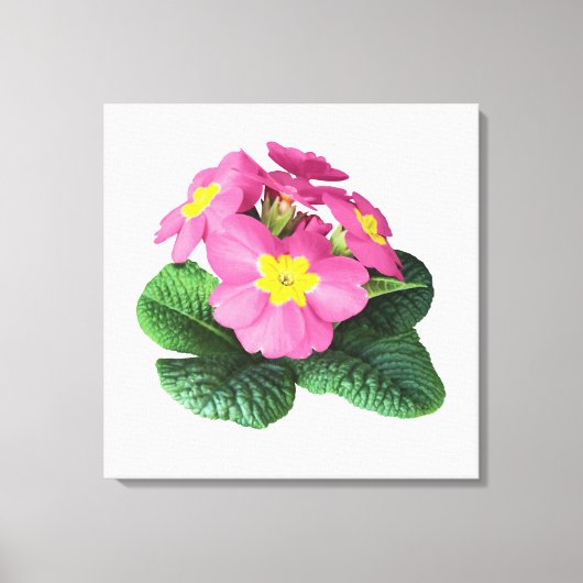 Helderroze primroses canvas afdruk (Voorkant)