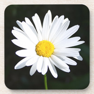 Helderwitte Shasta Daisy Onderzetter Set (6)