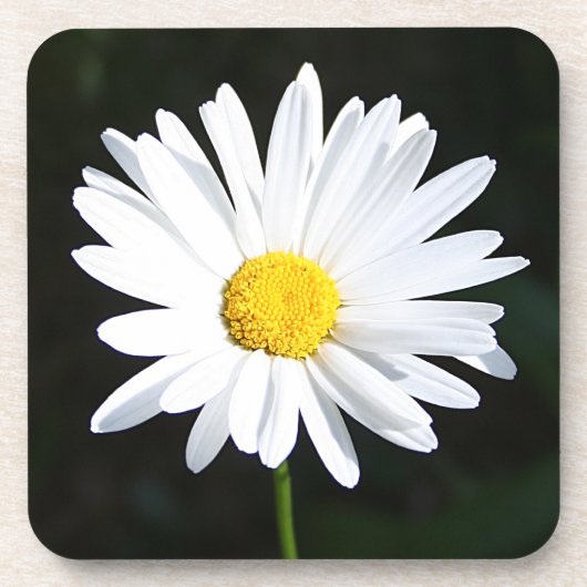 Helderwitte Shasta Daisy Onderzetter Set (6) (Voorkant)