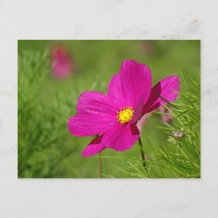 Heldroze Cosmea Bloem DIY Ansichtkaart Briefkaart