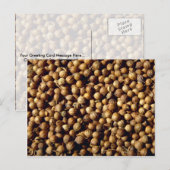 Hele korianderzaad briefkaart (Voorkant / Achterkant)