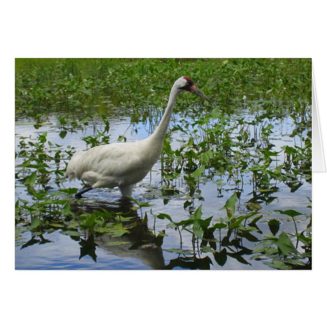 Hele kraanjacht (Voorkant Horizontaal)