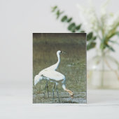 Hele kranen briefkaart (Staand voorkant)