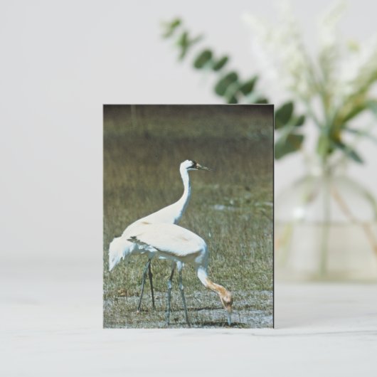 Hele kranen briefkaart (Staand voorkant)