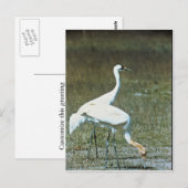 Hele kranen briefkaart (Voorkant / Achterkant)