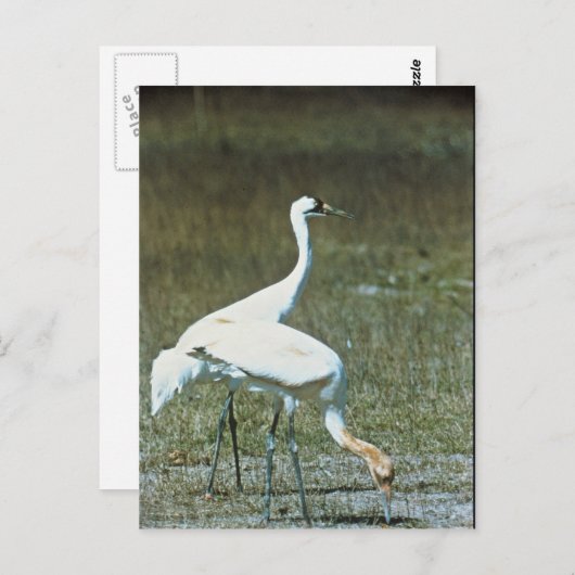 Hele kranen briefkaart (Voorkant / Achterkant)