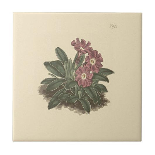 Hele verlaten Primrose Botanische Illustratie Tegeltje (Voorkant)