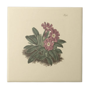 Helebladaardeprimula botanische illustratie tegeltje