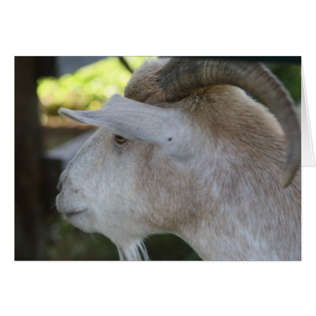 Helen (Voorkant Horizontaal)