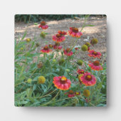 Heleniumbloemen Fotoplaat (Voorkant)