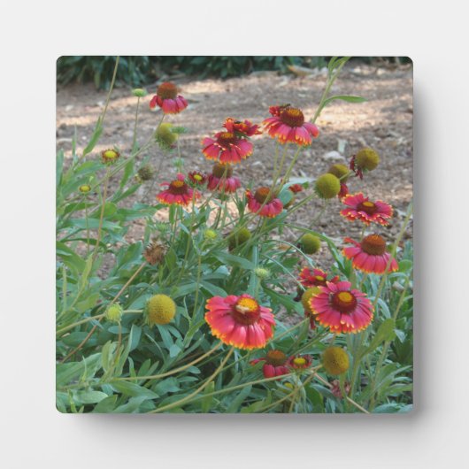 Heleniumbloemen Fotoplaat (Voorkant)