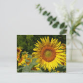 Helianthus annuus briefkaart (Staand voorkant)