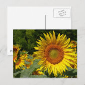 Helianthus annuus briefkaart (Voorkant / Achterkant)