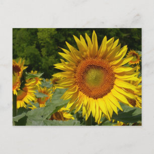 Helianthus annuus briefkaart