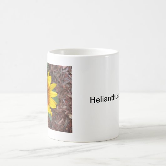 Helianthus Annuus Koffiemok (Center)