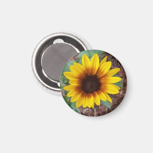 Helianthus Annuus Magneet (Voorkant / Achterkant)