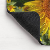 Helianthus annuus muismat (Hoek)