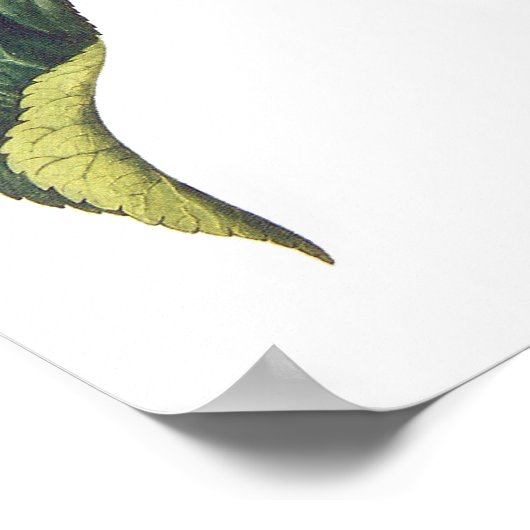 Helianthus annuus poster (Hoek)