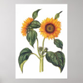 Helianthus annuus poster (Voorkant)