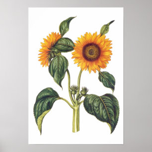 Helianthus annuus poster