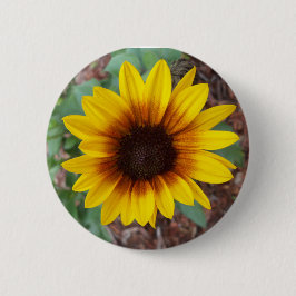 Helianthus Annuus Ronde Button 5,7 Cm
