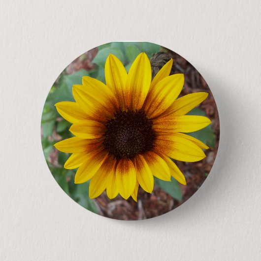 Helianthus Annuus Ronde Button 5,7 Cm (Voorkant)