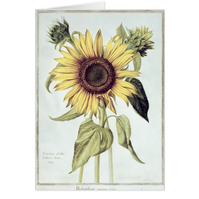 Helianthus Annuus uit "Velins du Roi Vol.36" (Voorkant)