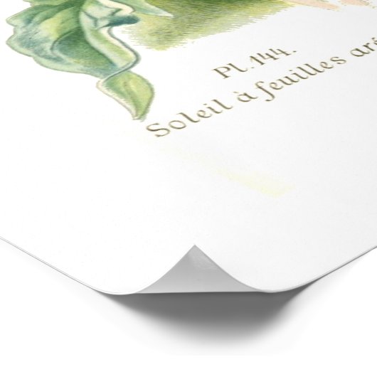 Helianthus argophyllus poster (Hoek)