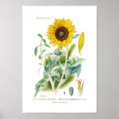 Helianthus argophyllus poster (Voorkant)