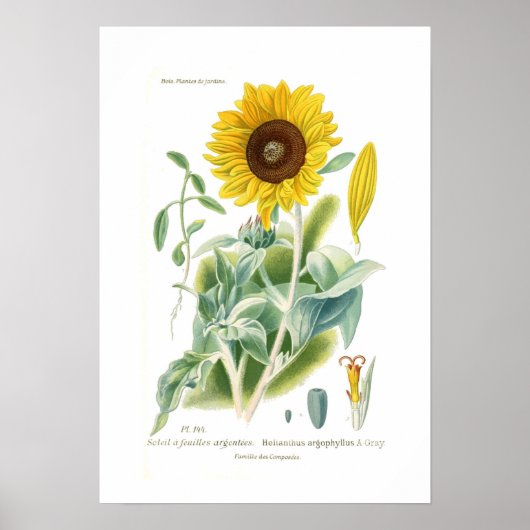 Helianthus argophyllus poster (Voorkant)