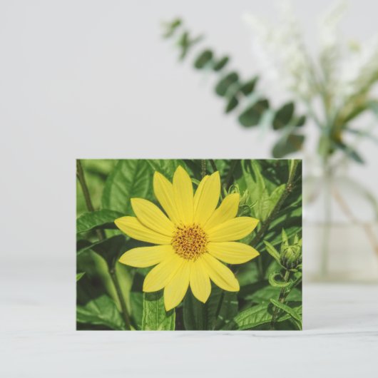 Helianthus 'Lemon Queen' Zonnebloem Briefkaart (Staand voorkant)