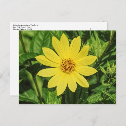 Helianthus 'Lemon Queen' Zonnebloem Briefkaart (Voorkant / Achterkant)