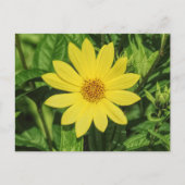 Helianthus 'Lemon Queen' Zonnebloem Briefkaart (Voorkant)
