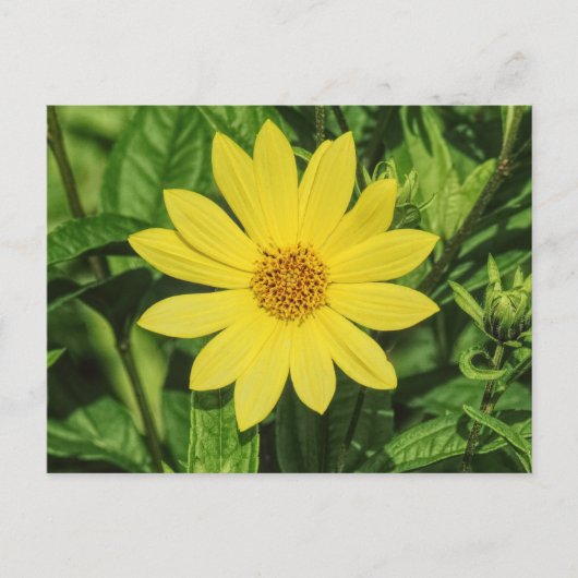 Helianthus 'Lemon Queen' Zonnebloem Briefkaart (Voorkant)
