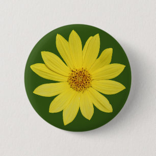 Helianthus 'Lemon Queen' Zonnebloem (geïsoleerd) Ronde Button 5,7 Cm