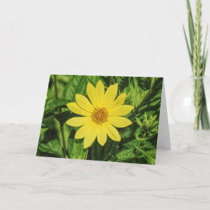 Helianthus 'Lemon Queen' Zonnebloem Kaart